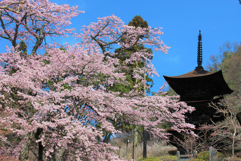 バス１人２座席利用 桜の季節に巡る上田の寺社仏閣上田城内 真田神社 真田家ゆかりの 山家神社と長谷寺 国宝の三重塔 青木村 大法寺 ちょこっtrip トリップ 裾花観光バス
